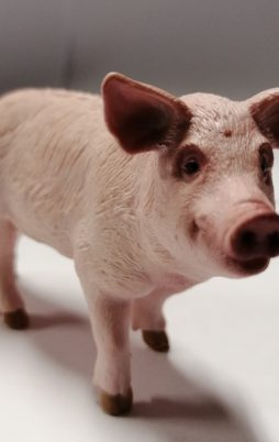 Schleich Schwein 13782 ohne Etikett!